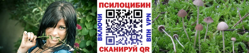 Псилоцибиновые грибы Psilocybe  Кондрово 